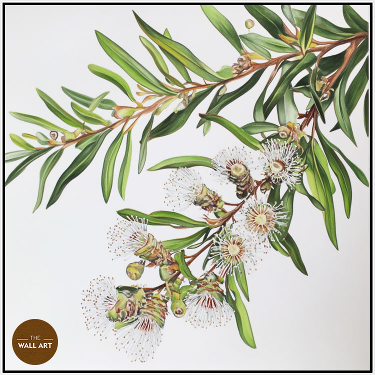 images/products/australian_melaleu_flowers/Australian_Melaleu Flowers_WHITE.jpg